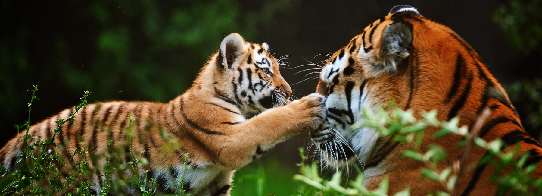 close-up of a young siberian tiger playing with its mother